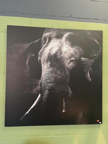 Dibond schilderij Olifant 120x120 cm met matte afwerking beschikbaar voor biedingen