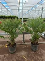 Chamaerops Humulis palmbomen
(Winterhard-15), Tuin en Terras, 100 tot 250 cm, Zomer, Palmboom, Ophalen