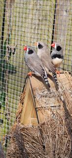 Zebravinken zwartwang, Dieren en Toebehoren, Vogels | Overige Vogels, Meerdere dieren