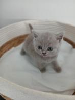 4 super schattige Britse korthaar kittens  beschikbaar, Dieren en Toebehoren, Katten en Kittens | Raskatten | Korthaar, Meerdere dieren