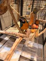 Te koop koppel blauwgele aras kijk snel !!!, Meerdere dieren, Papegaai