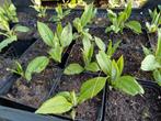 Aardpeer plantjes topinamboer knol zonnebloem artisjok, Volle zon, Ophalen of Verzenden, Zomer, Groenteplanten