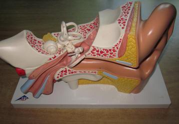 zeer groot anatomisch model oor beschikbaar voor biedingen