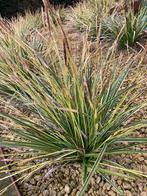 Carex plantjes zegge siergras, Halfschaduw, Siergrassen, Ophalen of Verzenden