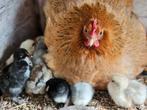Cochin kriel kuikens, Dieren en Toebehoren, Pluimvee, Geslacht onbekend, Kip
