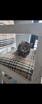 Kittens, Dieren en Toebehoren