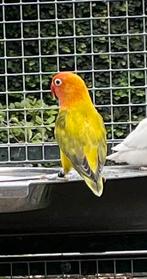 Fisheri Ewing pop, Dieren en Toebehoren, Vrouwelijk, Dwergpapegaai of Agapornis, Geringd
