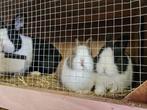 Jonge hollander konijntjes te koop!, Dieren en Toebehoren, Meerdere dieren, Middelgroot, 0 tot 2 jaar