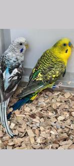 Koppel blackwing parkieten, Dieren en Toebehoren, Meerdere dieren, Parkiet