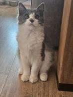 Mainecoon x Britse langhaar laatste Katertje, Kater, Ontwormd, 0 tot 2 jaar