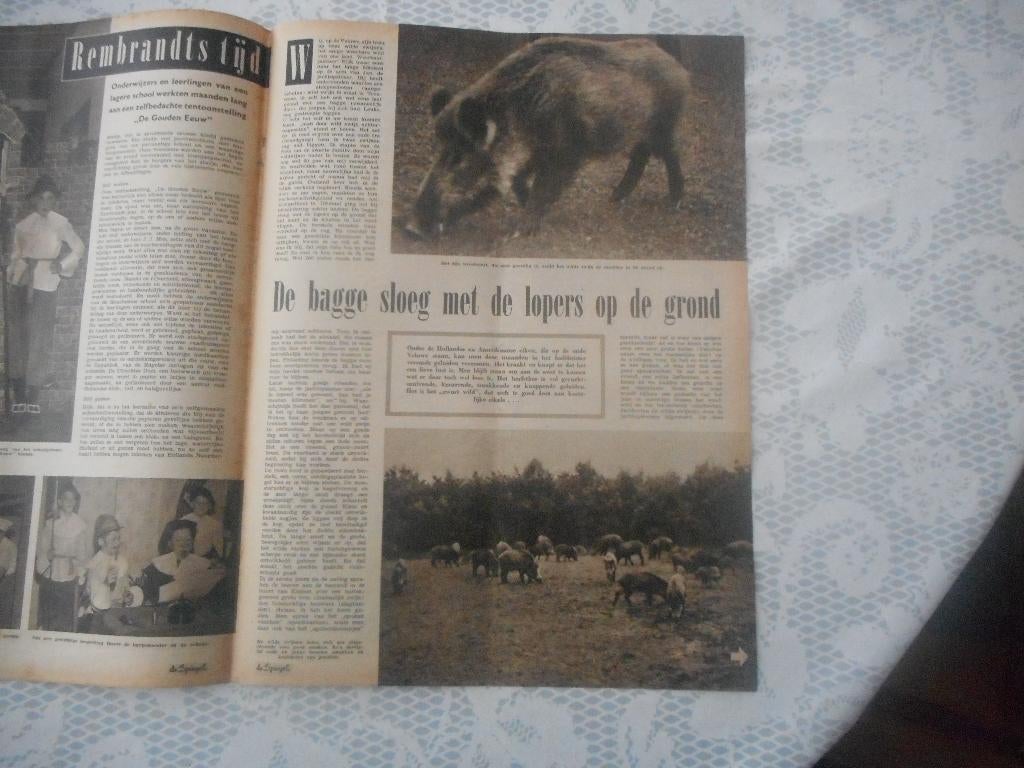 Veluwe. Wilde zwijnen. Bagge. 1956., Ophalen of Verzenden, 1940 tot 1960, Nederland, Knipsel(s)