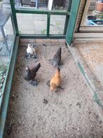 Sabelpootjes te koop, Dieren en Toebehoren, Pluimvee, Vrouwelijk, Kip