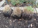 3x Siergras: Melica Ciliata / Wimperparelgras. Biologisch!, Tuin en Terras, Ophalen, Volle zon, Vaste plant, Siergrassen