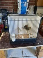 Groen agaat kanarie's, Dieren en Toebehoren, Vogels | Kanaries, Meerdere dieren, Kleurkanarie