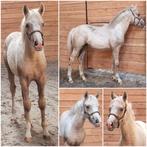 Supergaaf palomino merrie veulen!, Dieren en Toebehoren, Paarden, Merrie, Met stamboom, Minder dan 160 cm, Dressuurpaard