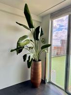 Strelitzia Nicolai XL | 180cm | Ø35 | Paradijsvogelplant, Ophalen, Overige soorten, Halfschaduw, In pot
