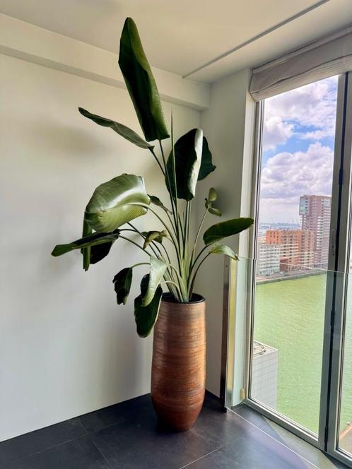 Strelitzia Nicolai XL | 180cm | Ø35 | Paradijsvogelplant, Huis en Inrichting, Kamerplanten, Overige soorten, 150 tot 200 cm, Groene kamerplant