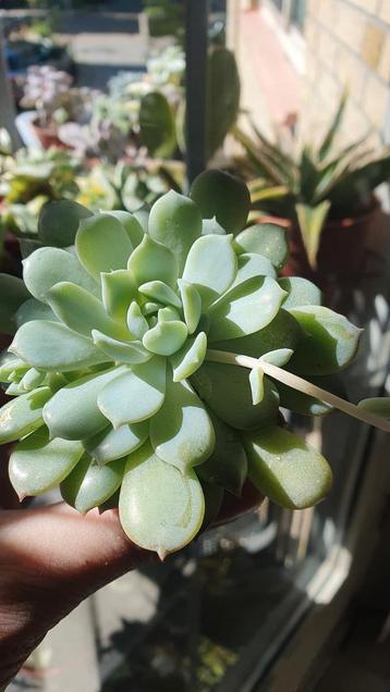 echeveria vetplant succulent vetplant met offsets beschikbaar voor biedingen