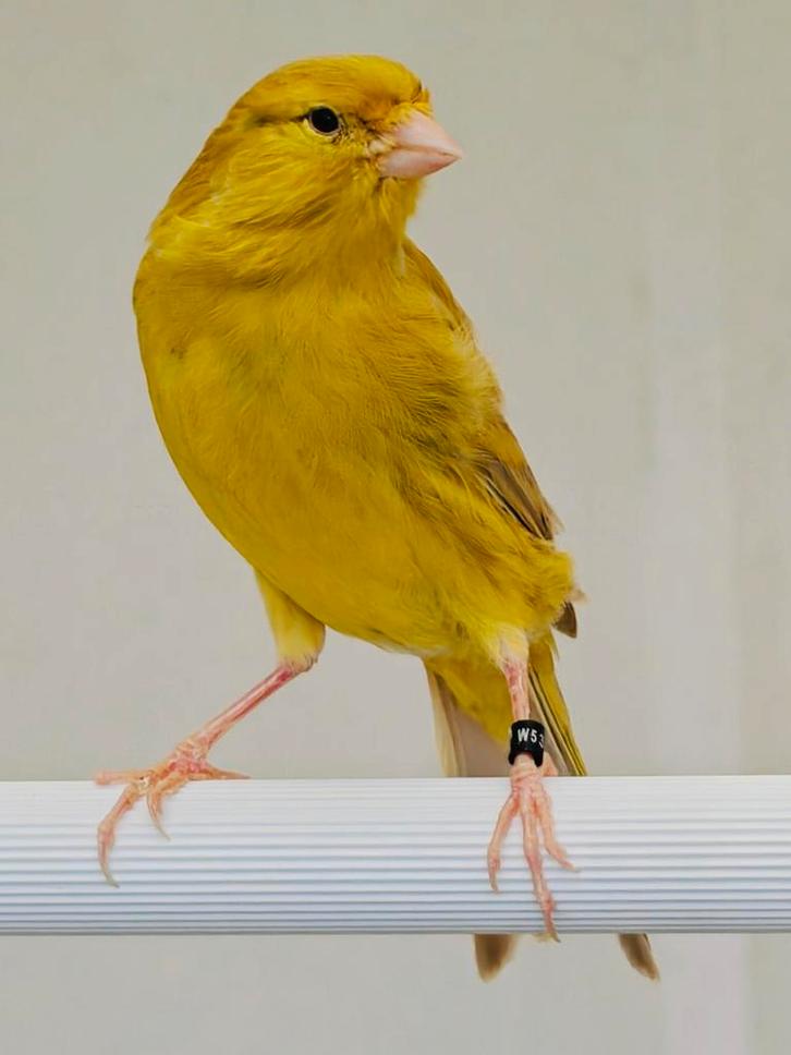 Geel Isabel kanaries (TT kwaliteit), Dieren en Toebehoren, Vogels | Kanaries, Kleurkanarie, Meerdere dieren