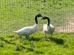 Zwarthalszwanen, Meerdere dieren, Gans of Zwaan