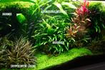 Aquariumplanten pakket S: Javavaren, Cryptocoryne, Javamos, Dieren en Toebehoren, Verzenden, Nieuw, Plant(en), Steen of Hout