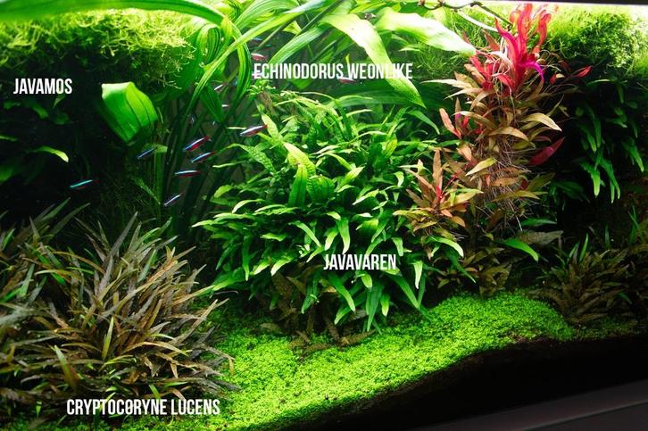 Aquariumplanten pakket S: Javavaren, Cryptocoryne, Javamos, Dieren en Toebehoren, Vissen | Aquaria en Toebehoren, Nieuw, Plant(en), Steen of Hout