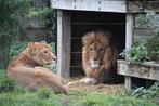 Dierenpark Hoenderdaell entree kaarten voor 2 personen, Twee personen, Cadeaubon