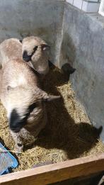 Hampshire down rammen, Dieren en Toebehoren, Schapen, Geiten en Varkens, Mannelijk, Schaap