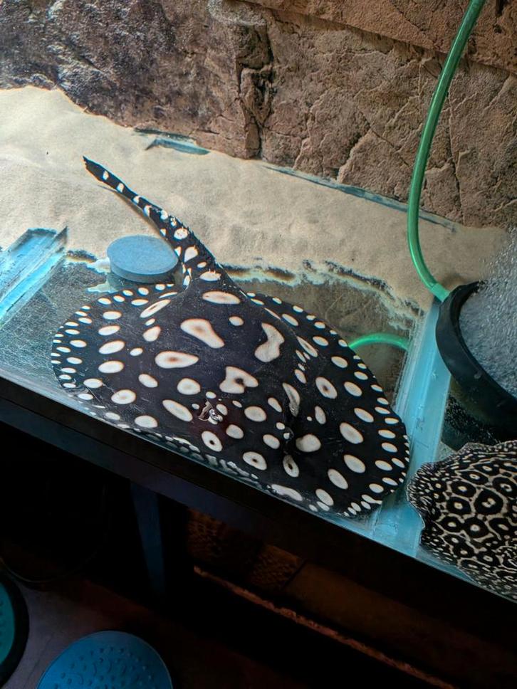 Mooie blackdaimondxsuperwhite man, Dieren en Toebehoren, Vissen | Aquariumvissen, Vis