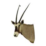 Prachtige Vintage Opgezette Oryx Antilope Gemsbok Taxidermie, Verzamelen, Dierenverzamelingen, Ophalen, Gebruikt, Wild dier, Opgezet dier