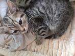 4 Britse korthaar kittens te koop., Dieren en Toebehoren, Katten en Kittens | Overige Katten, Meerdere dieren, Kortharig, 0 tot 2 jaar