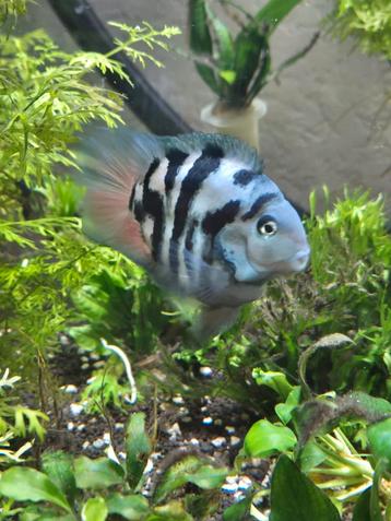 Dwerg papegaai chiclide - Polar blue / blue marble parrot beschikbaar voor biedingen