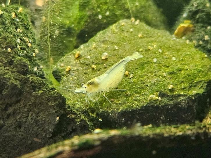 White Pearl/Snowball/Neocaridina garnaaltjes, Dieren en Toebehoren, Vissen | Aquariumvissen, Kreeft, Krab of Garnaal