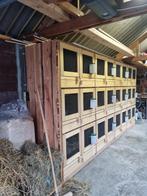 Prachtige grote konijen flat/hok voor 12 konijnen, Dieren en Toebehoren, Knaagdieren en Konijnen | Hokken en Kooien, Ophalen, 110 cm of meer