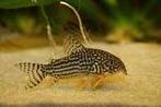 Corydora Sterbai, Vis, Zoetwatervis, Schoolvis