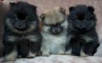 Lieve dwergkees pups (pomeriaan/pomerian) met STAMBOOM, Dieren en Toebehoren, Honden | Poolhonden, Keeshonden en Oertypen, 8 tot 15 weken