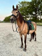 Gezocht weidegang voor mijn spaanse merrie, Weidegang, 1 paard of pony