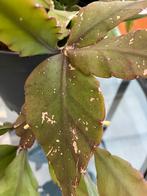 Rhipsalis, Ophalen, Minder dan 100 cm, Lente, Overige soorten