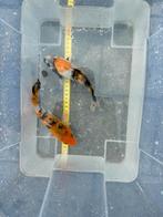 Showa Sanshoku koi, Dieren en Toebehoren