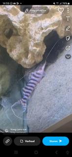 Tigrinus catfish, Dieren en Toebehoren, Vis