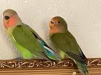 Lieve Hand Tamme Agapornis Dwergpapegaai Eventueel met kooi, Dieren en Toebehoren, Vogels | Parkieten en Papegaaien, Meerdere dieren