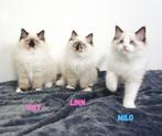 Ragdoll kittens met stamboom uit huiselijke cattery, Dieren en Toebehoren, Meerdere dieren, Gechipt, 0 tot 2 jaar