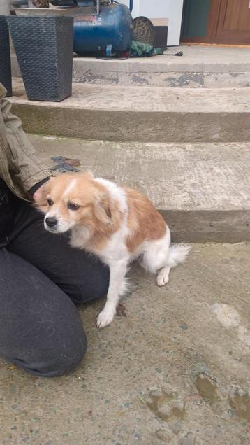 Mooie lizzy ter adoptie! beschikbaar voor biedingen