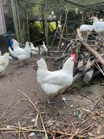 Poule de Bresse hennen, Dieren en Toebehoren, Pluimvee, Vrouwelijk, Kip