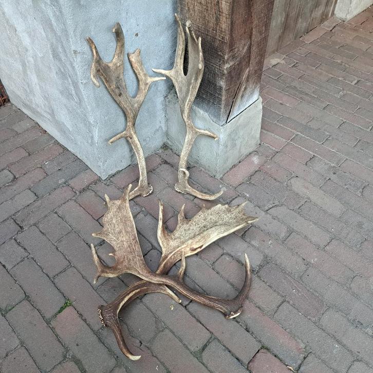 1x Set landelijke afwerpstangen gewei damhert *Etage3*, Huis en Inrichting, Woonaccessoires | Overige, Gebruikt, Ophalen of Verzenden