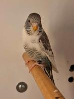 Bonte blackface blackwing, Mannelijk, Parkiet, Geringd