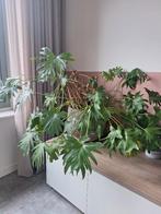 Kamerplant Philodendron Selloum (Bipinnatifidum), Ophalen, Overige soorten, Halfschaduw, In pot