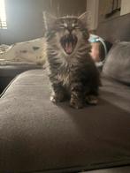 Ragdoll kittens., Dieren en Toebehoren, Katten en Kittens | Raskatten | Langhaar, Meerdere dieren, Met stamboom