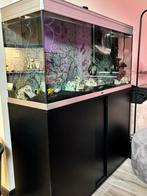 Aquarium 120cm met of zonder vissen, Ophalen, Gebruikt, Gevuld zoetwateraquarium