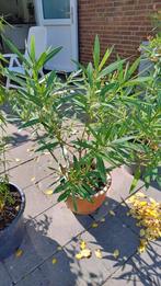 Nerium Oleander witbloeiend 90 cm, Ophalen, Overige soorten, Volle zon